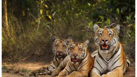 Umred-Pauni-Karhandla Wildlife Sanctuary
