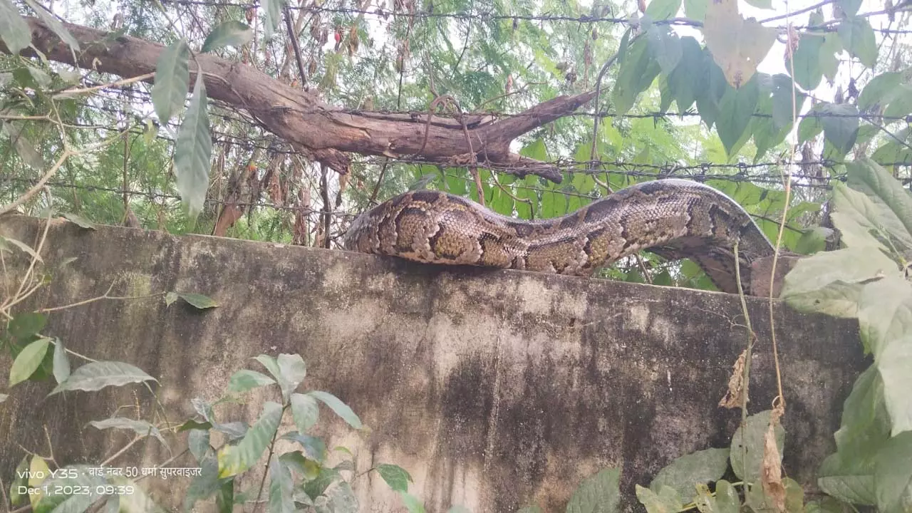 Seeing a giant python among the population in Meerut, there was panic among the people, on information the forest department caught it