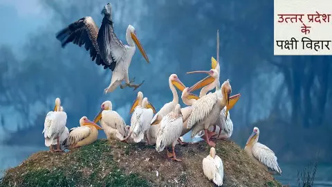 UP Famous Bird Sanctuaries UP Famous Bird Sanctuaries