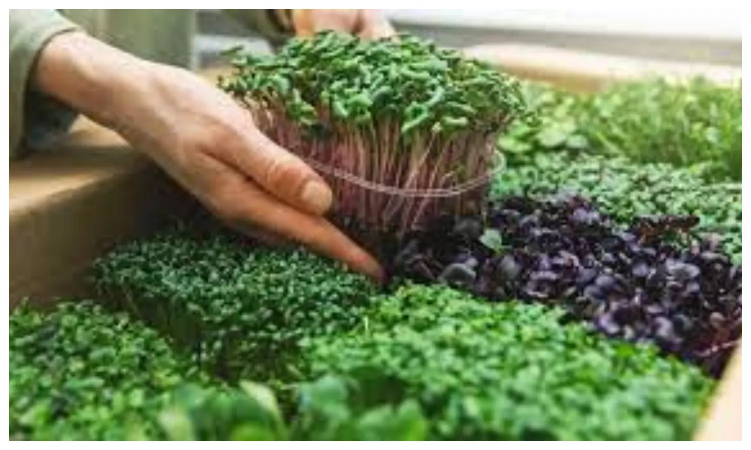 Microgreen Farming