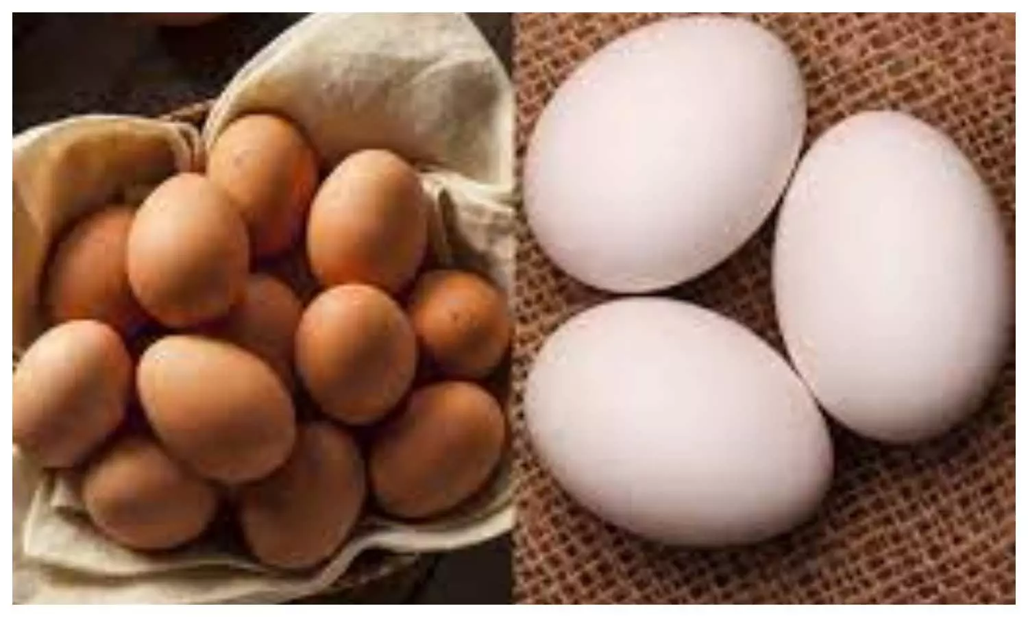 White vs Brown Eggs