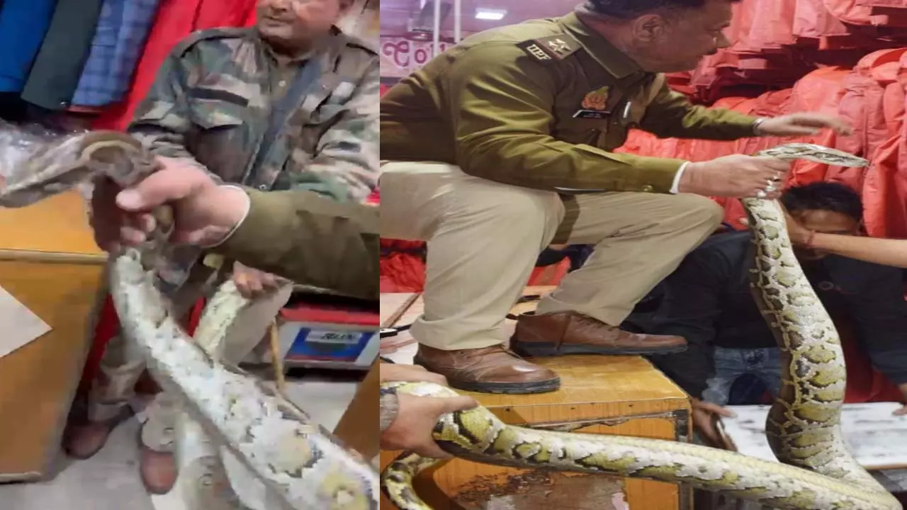 There was a stir after python was found in a crowded area in Meerut, successful rescue