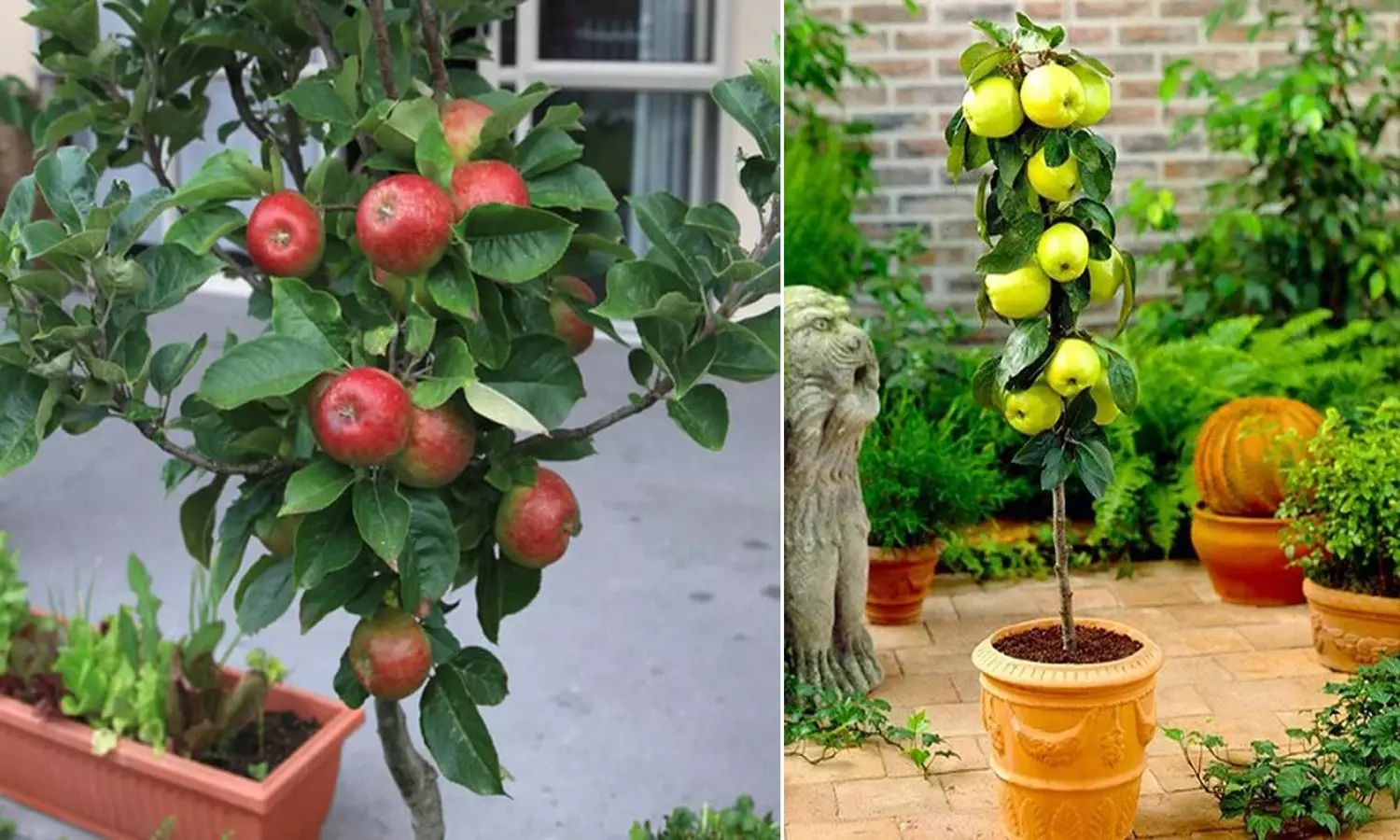 apple tree in pot