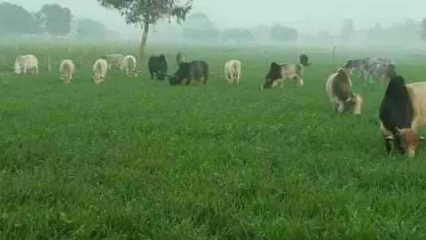 Hardoi stray cattles Hardoi stray cattles