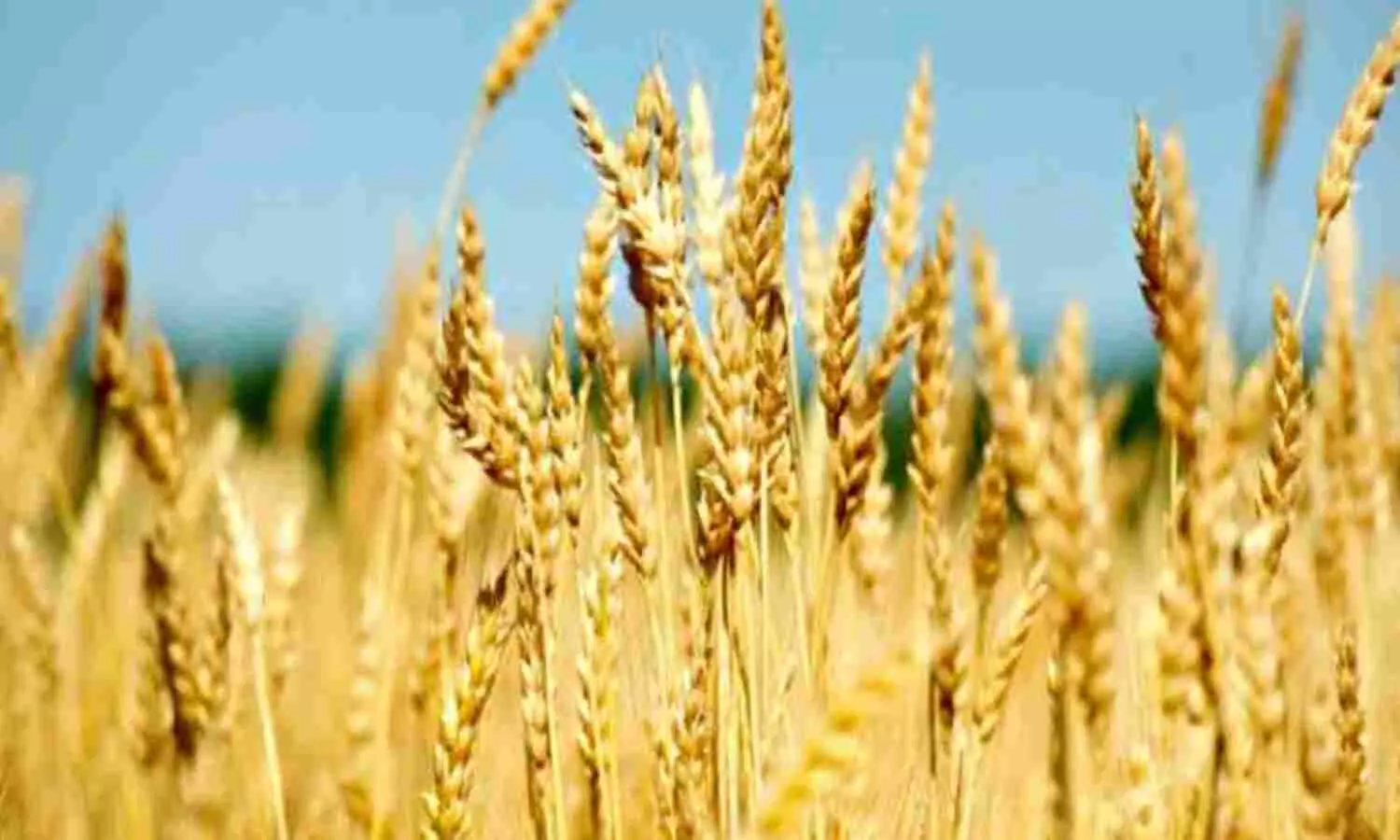 Helpdesks sowing of Rabi crops