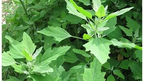 Bathua Saag Benefits Bathua Saag Benefits