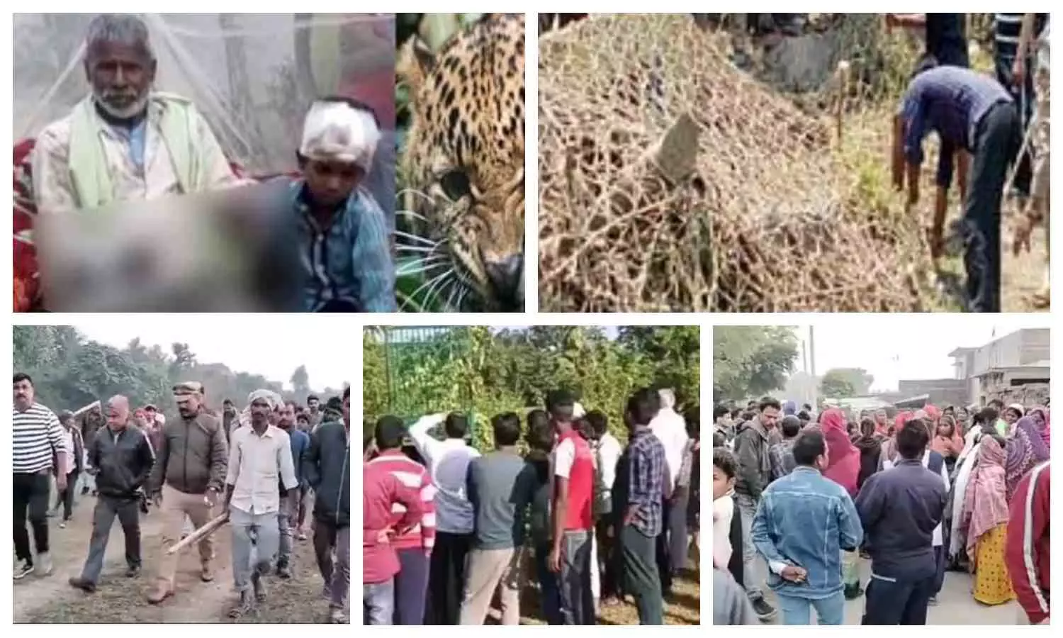 Leopard Attack in Balrampur: