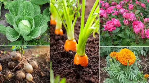 Plants to Grow in January Plants to Grow in January