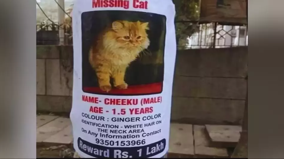 Noida News: गजब इश्क! बिल्ली की तलाश में दर-दर भटक रहे पति-पत्नी, चीकू के लिए एक लाख का इनाम भी