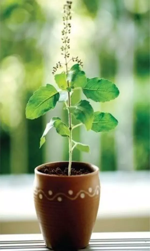 Amazing Facts about Tulsi Plant