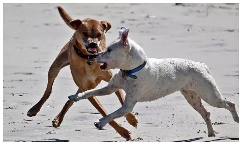 Jalaun Stray Dog