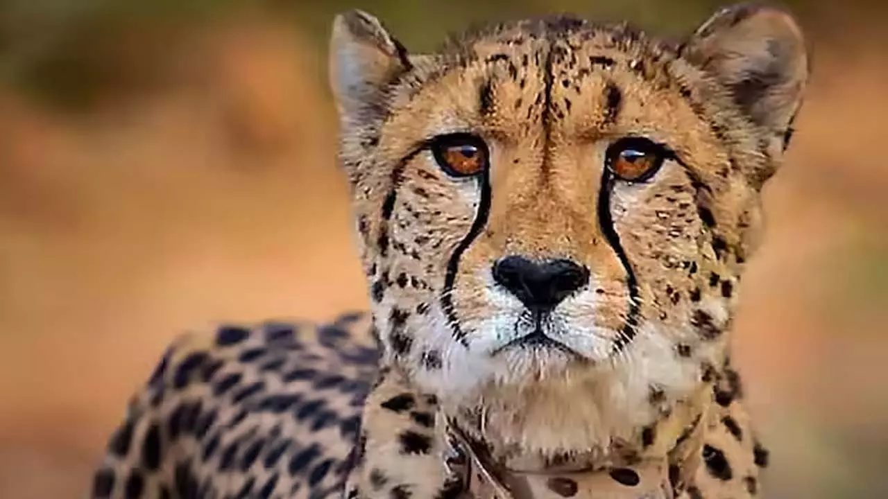 Cheetah named Shaurya died in Kuno National Park