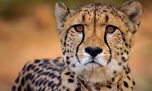 Cheetah named Shaurya died in Kuno National Park