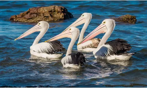 Lucknow University Birds Counting Project