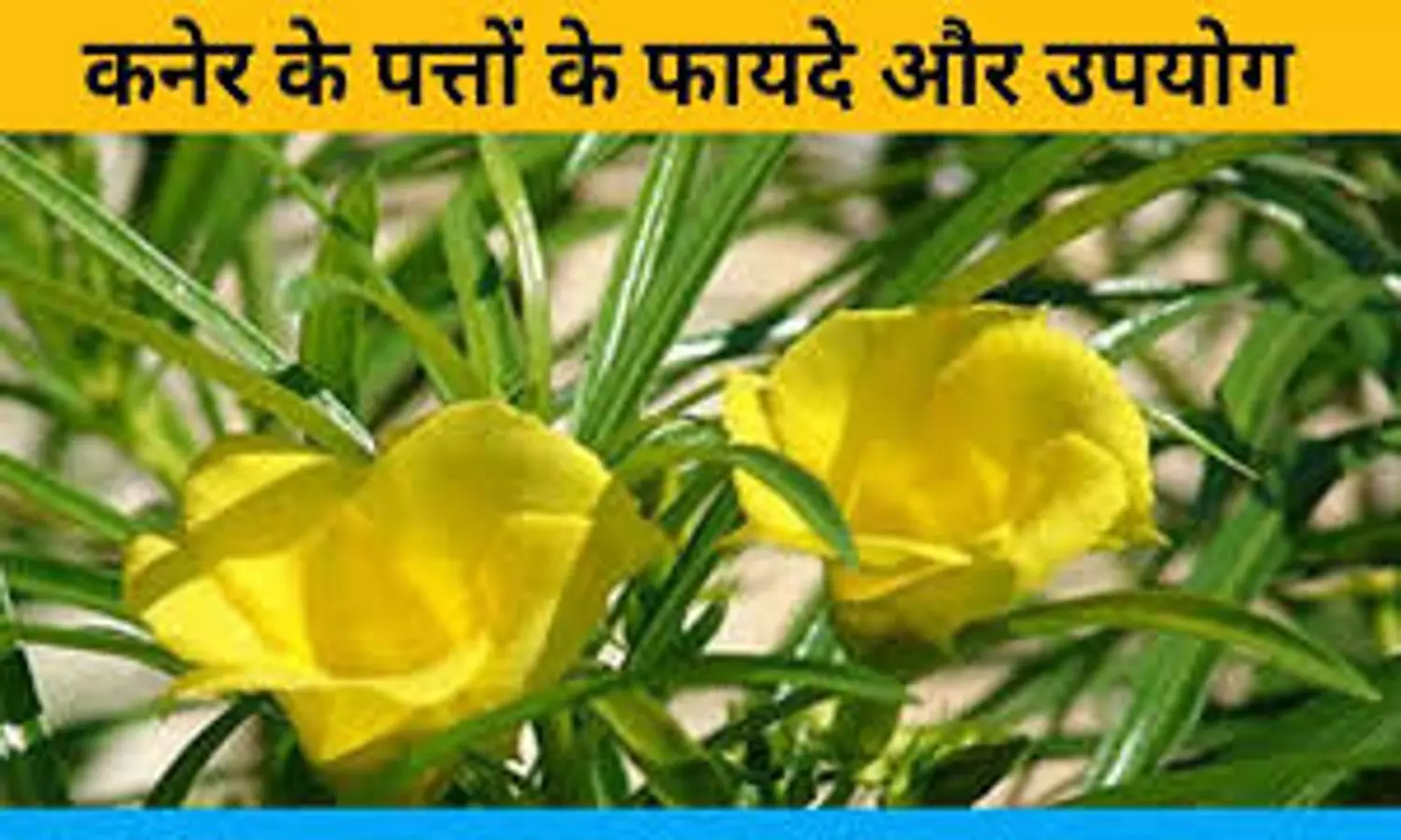 Benefits Of Kaner Flower