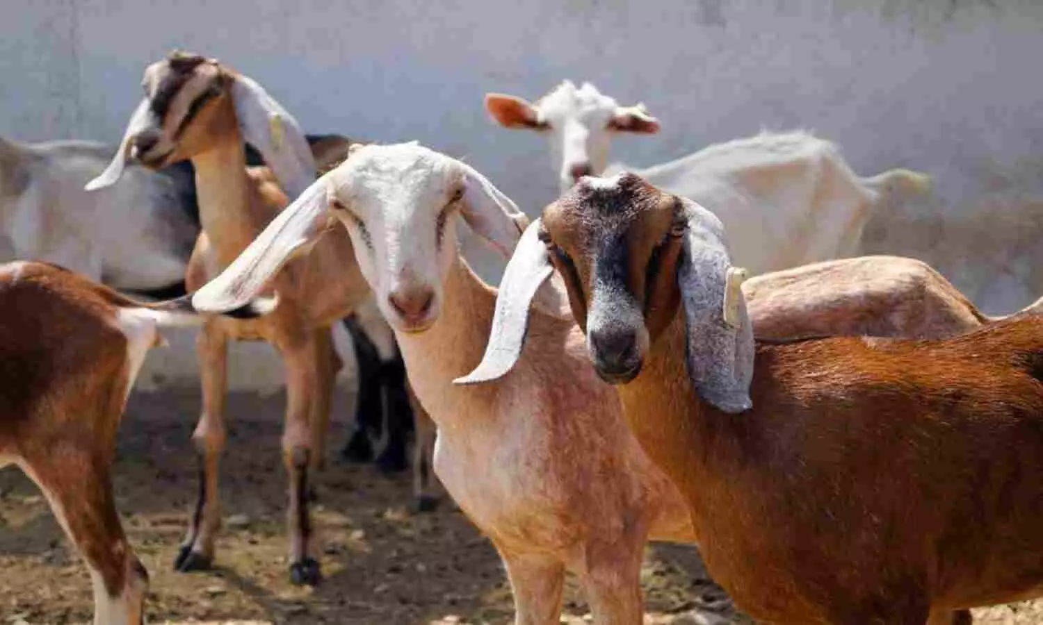 Gorakhpur Goat meat