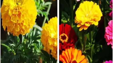 Spring Season Flowers