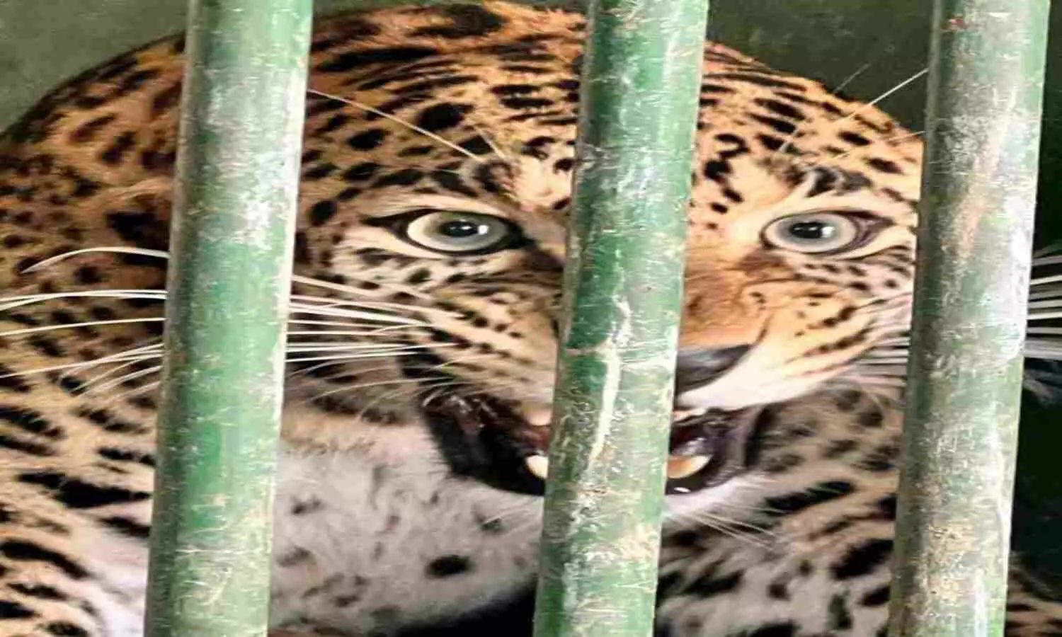 leopards Treatment Gorakhpur