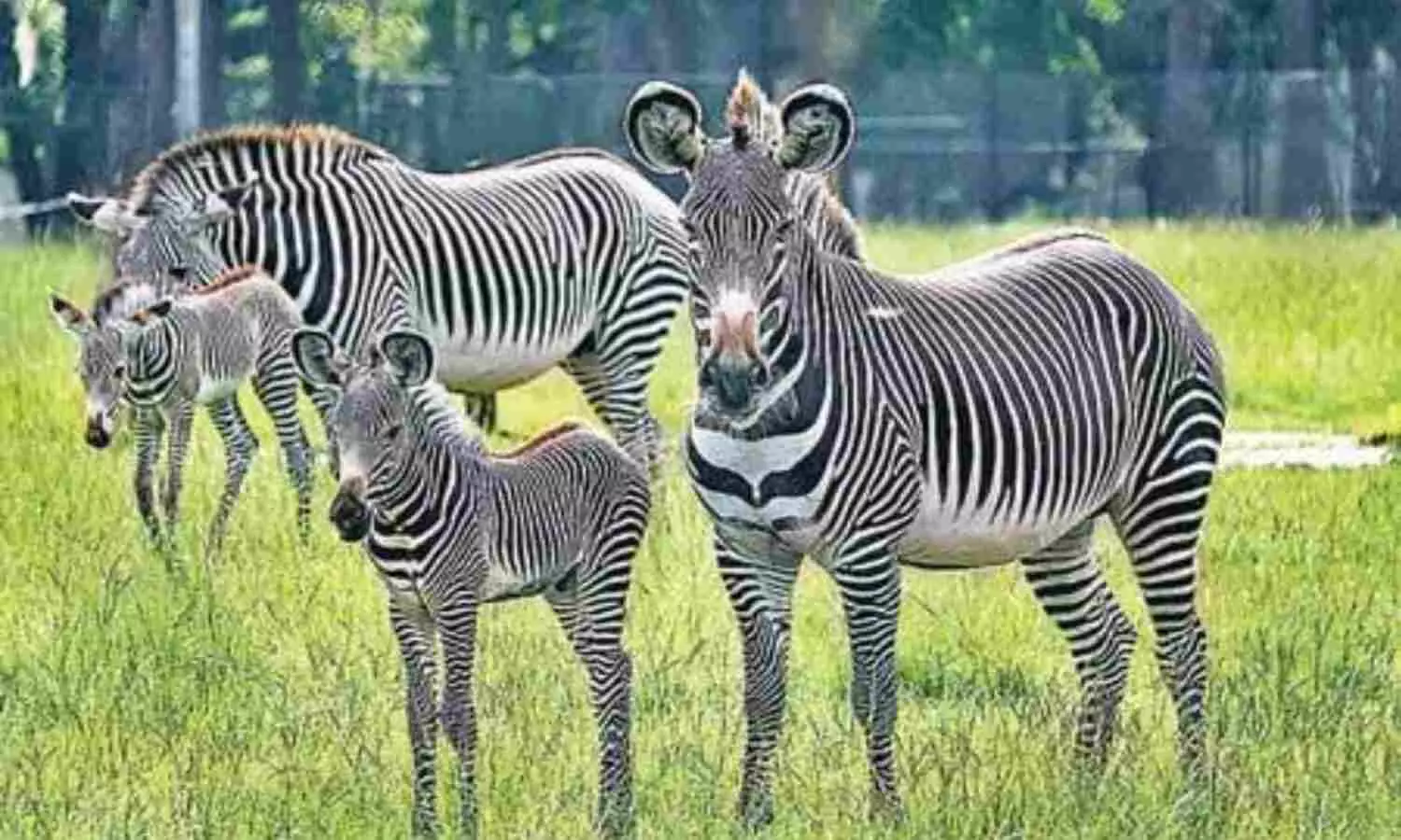 Israel zebra Gorakhpur Zoo