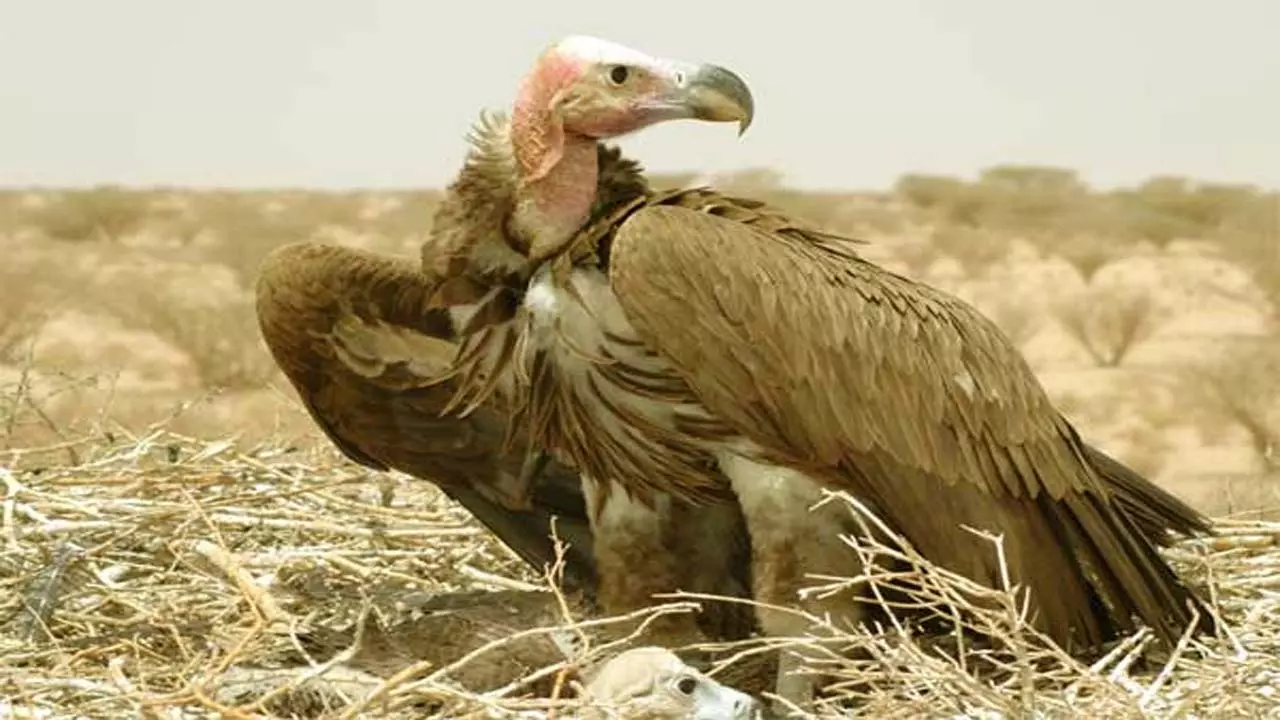 82 royal vultures nest in the dense forest of Patha in Chitrakoot