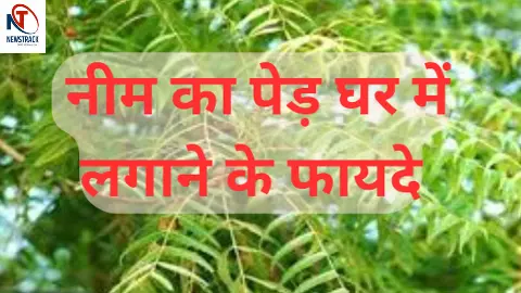 Neem ke Ped Ke Fayde :नीम का पेड़ घर में लगाने के फायदे, जानिए इसे लगाने से कौन सा ग्रह दोष दूर होता है