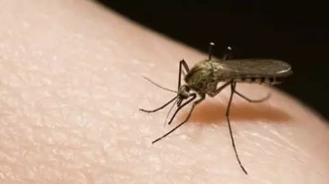 Mosquito Remedies