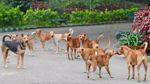 license for pet dogs