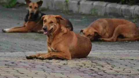 campaign of Dogs sterilization