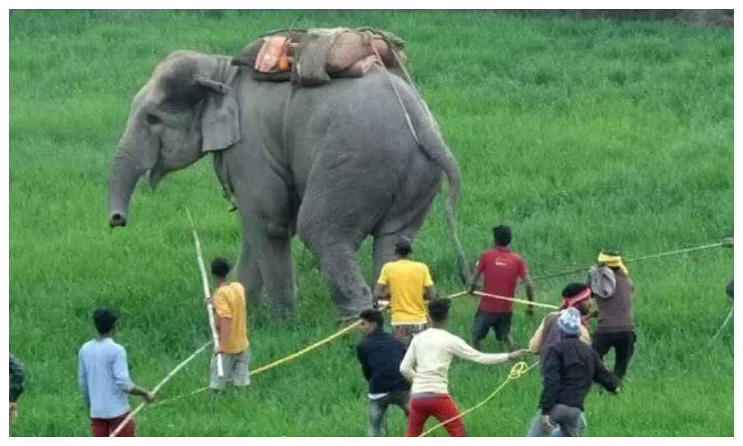 गंगाराम हाथी