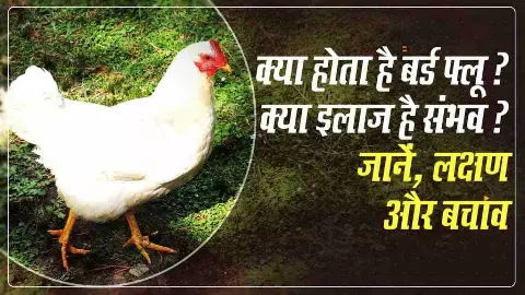 Bird Flu Bird Flu