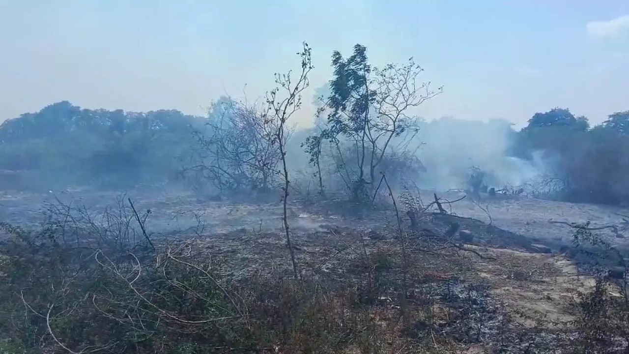 Fields and forests burnt to ashes due to falling electric wire in Kanpur