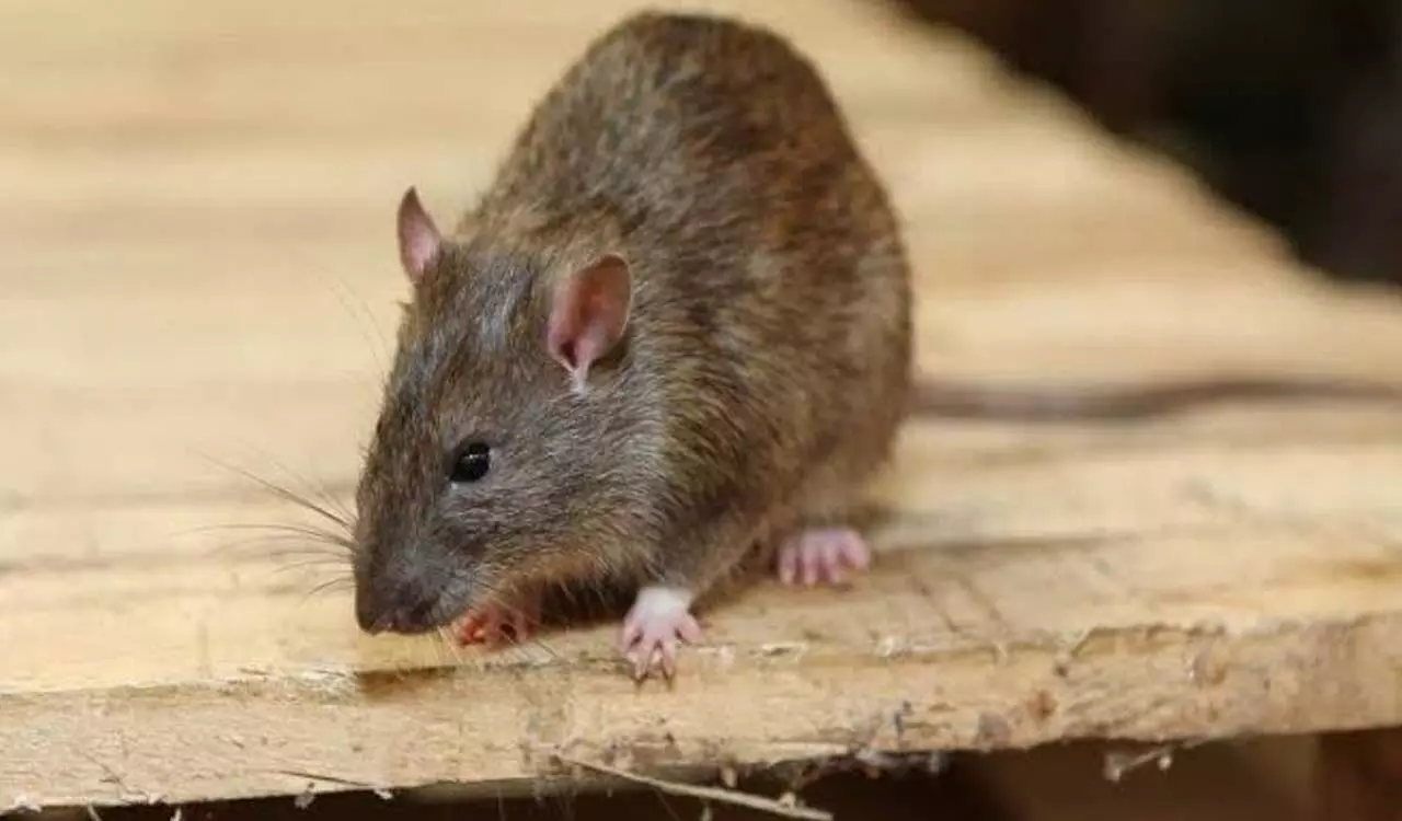 Rat fever is spreading in Datia of Jhansi through rats