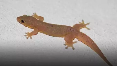 How to get rid of lizards