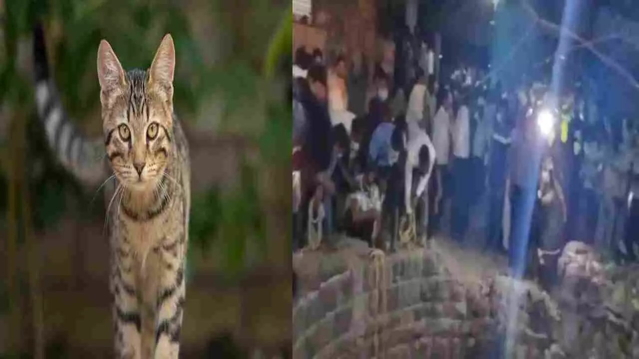 Ahmednagar five people died rescue cat