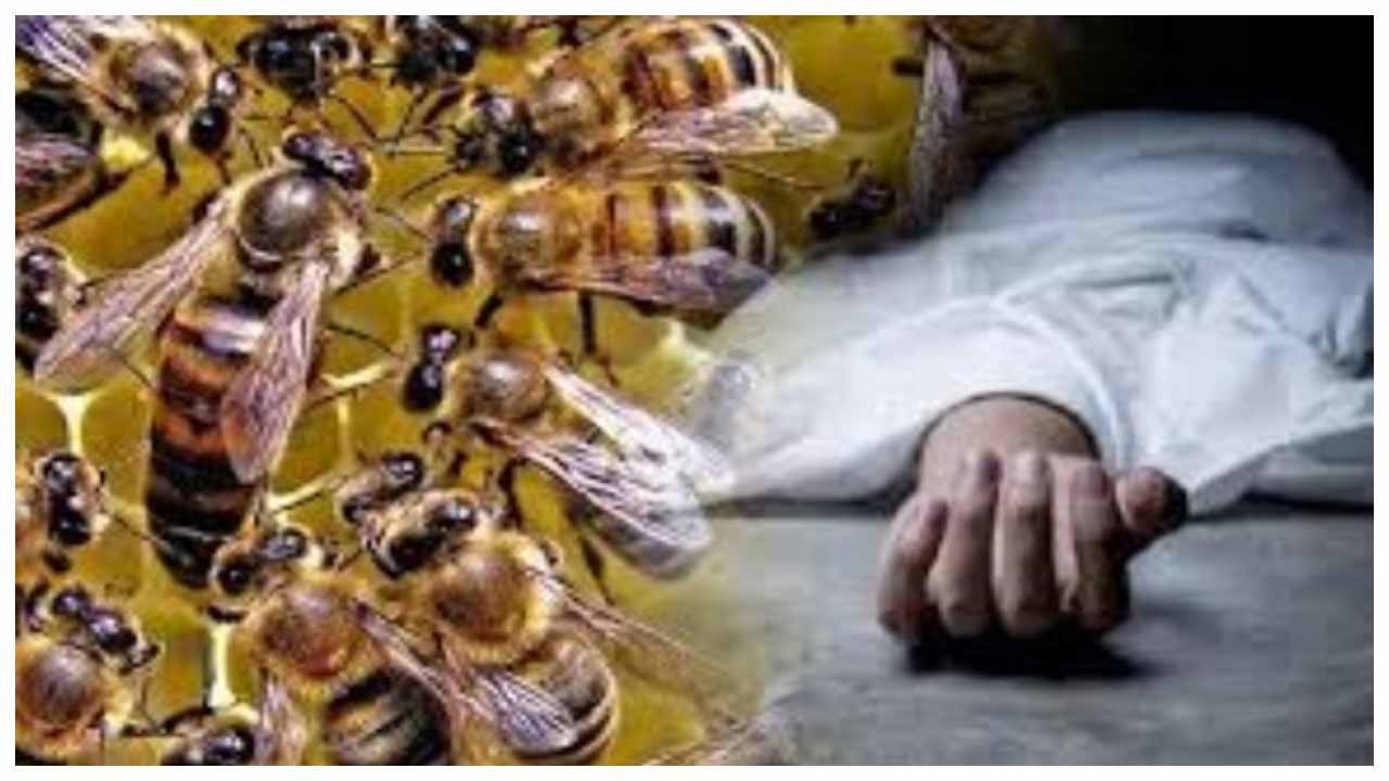 मधुमक्खियों के हमले से एक की मौत।