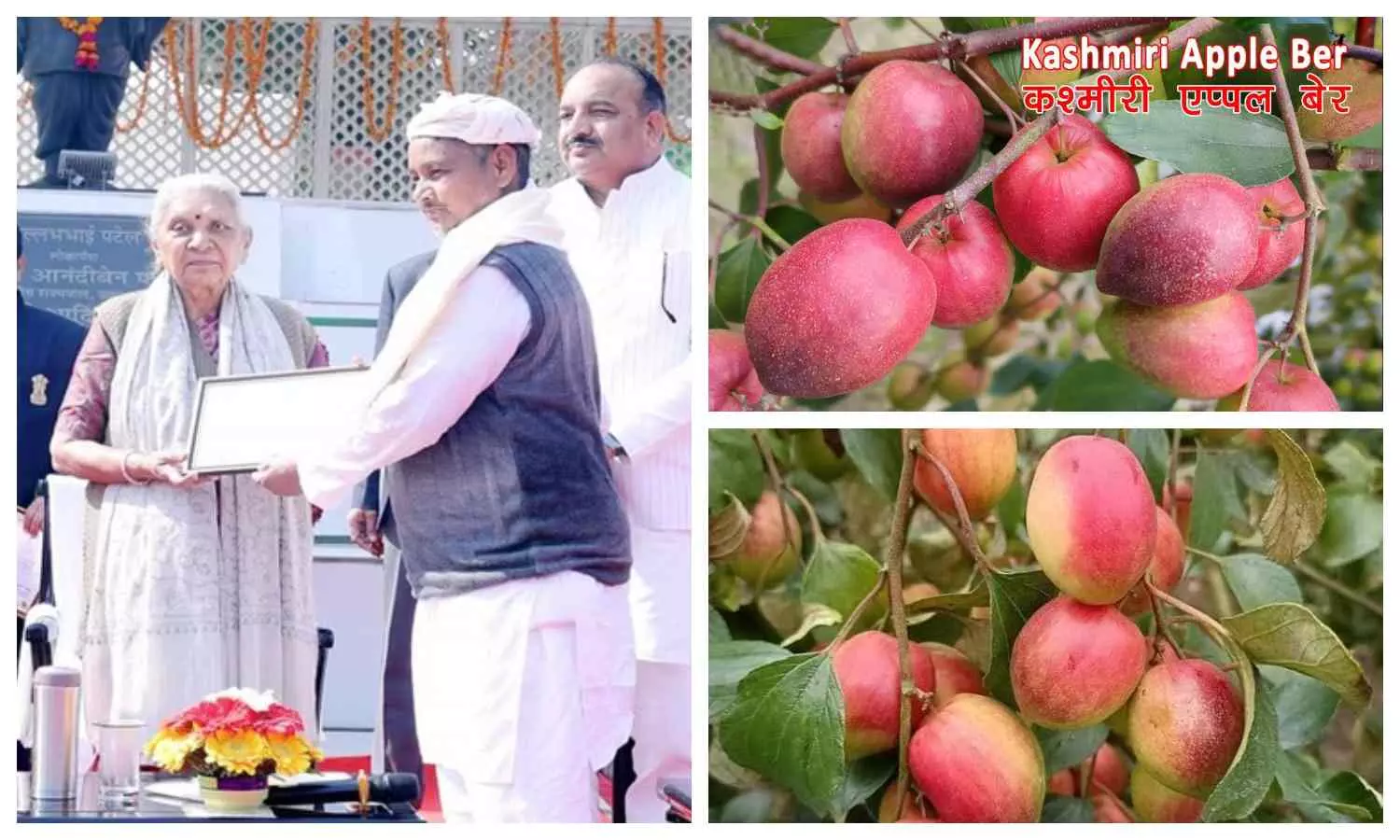 Kashmiri Apple Ber