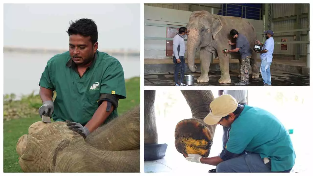 Save the Elephant Day : जानिए, कैद में रहने से हाथियों को कौन सी समस्या होती है और उनकी देखभाल कैसे करें