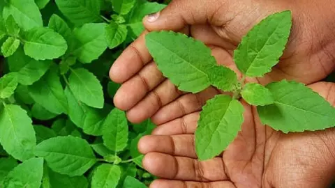 Tulsi Benefits: इन बीमारियों का झटपट इलाज करती है तुलसी, जानें 7 गजब के फायदे