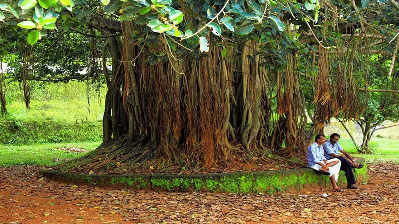 Oldest tree in Bulandshahar