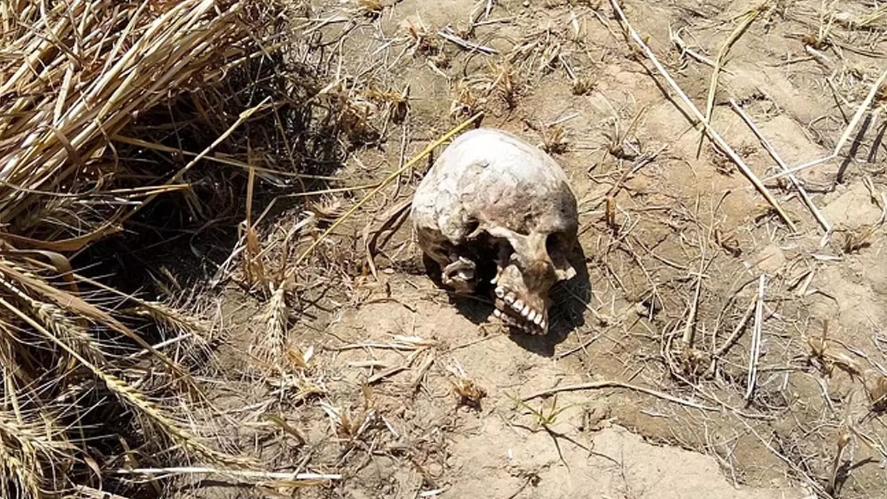 Human skeleton found in the field, creating panic among the workers harvesting crops