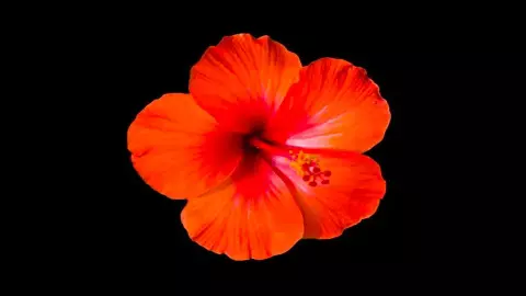 Gudhal Phool Benefits