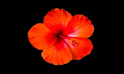 Gudhal Phool Benefits