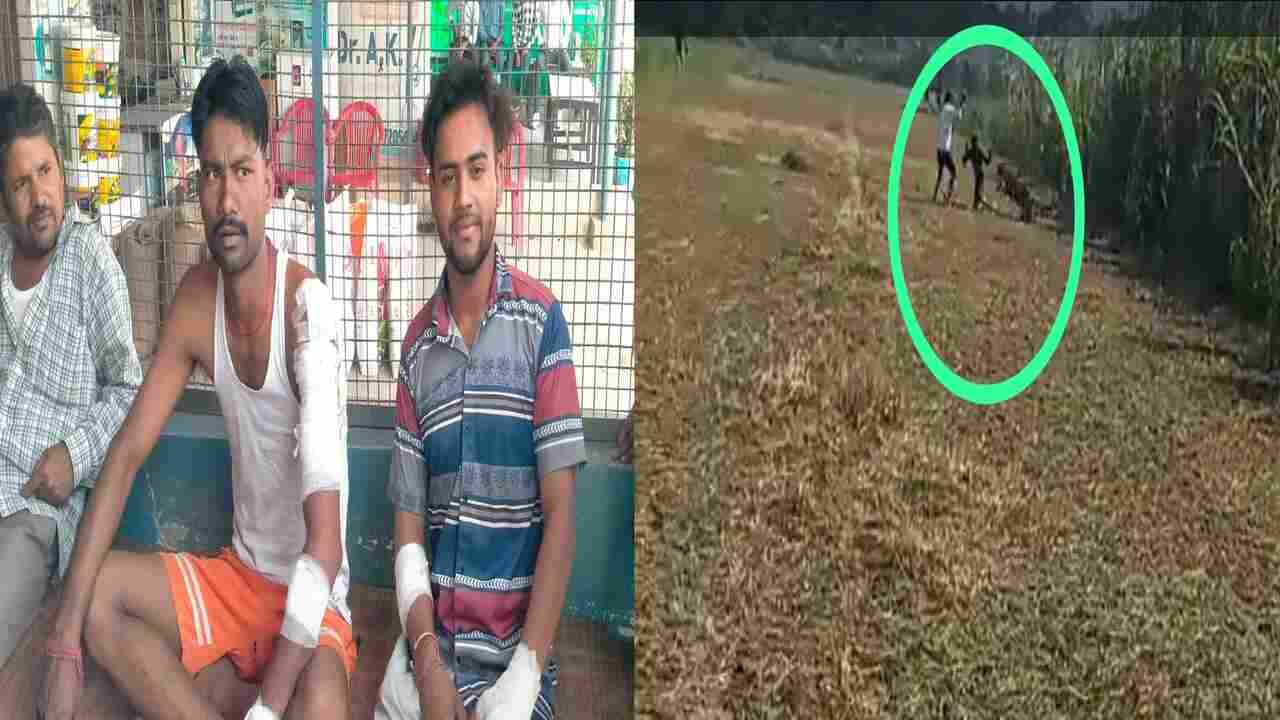 Hapur: खेत में काम कर रहे तीन किसानों पर खूंखार तेंदुए ने किया हमला