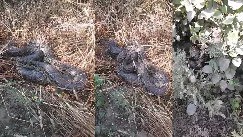 Python came out on Gehwara Road, created panic