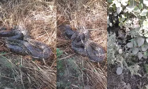 Python came out on Gehwara Road, created panic