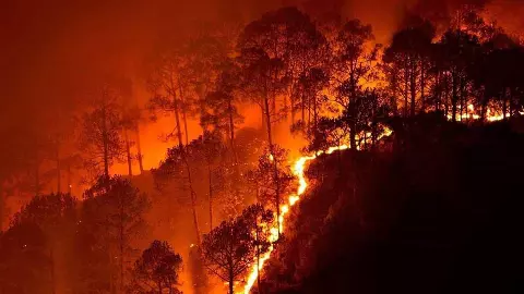 Nainital Forest Fire