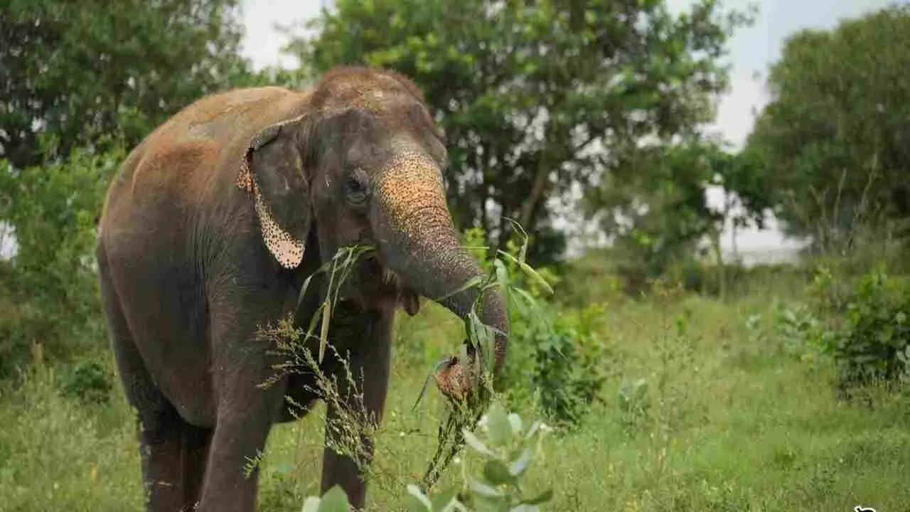 Elephant Kalpana