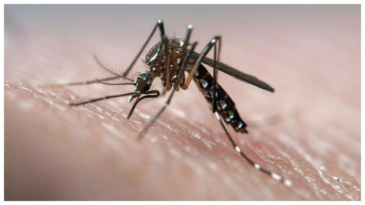Lucknow News: डेंगू का डंक हुआ तेज, पांच मरीजों में पुष्टि