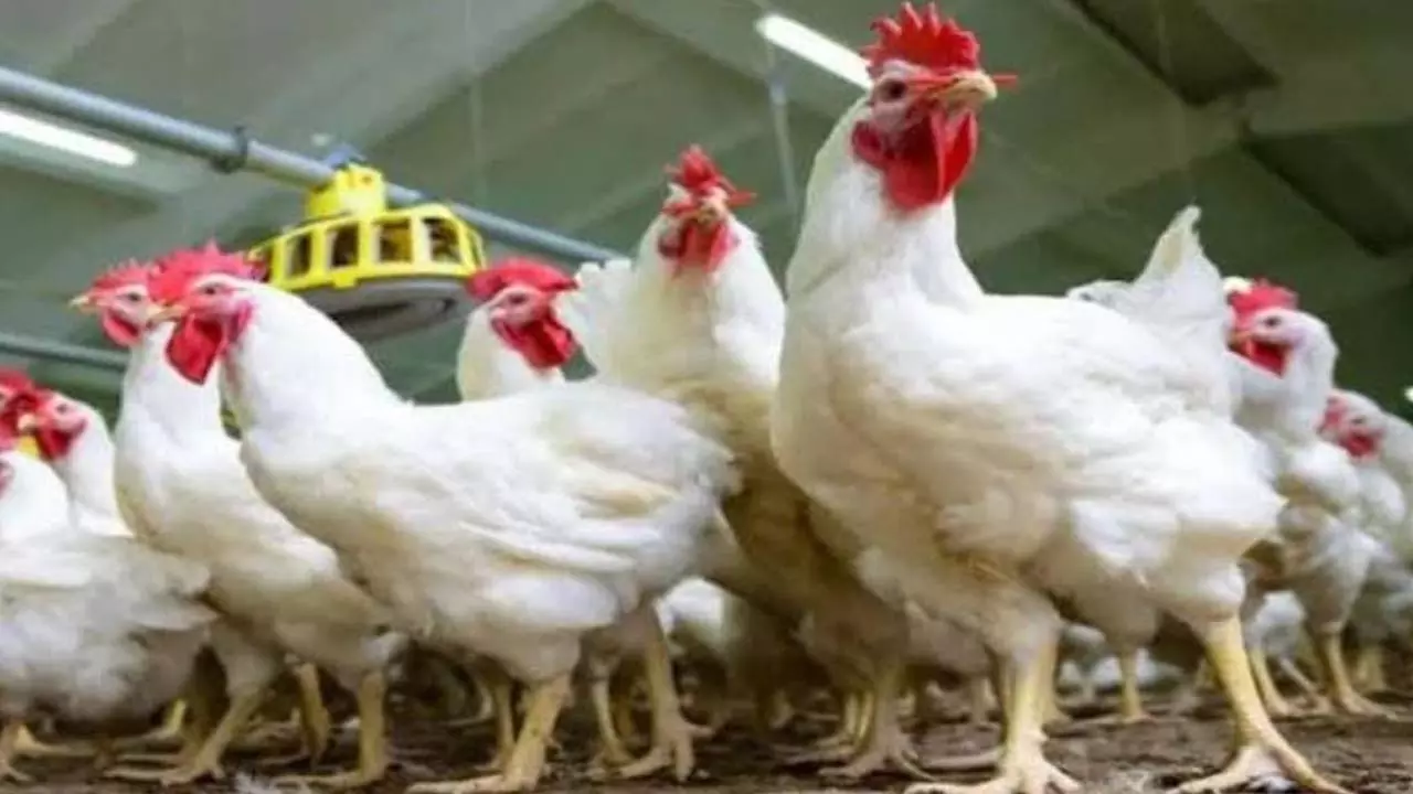 Demand for chicken increases during election season