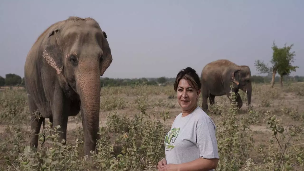 Wildlife SOS Centers: हाथियों और भालुओं को मिलता है यहां नया जीवन, दिव्या सेठ शाह ने वाइल्डलाइफ एसओएस के सेंटर में घूमकर जाना सबका हाल